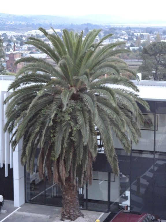 Hotel Areca Launceston